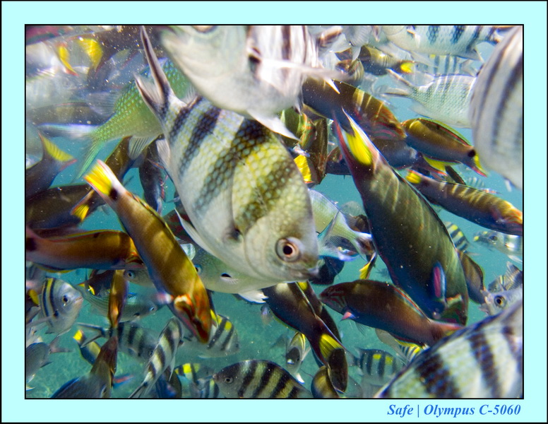 2008 - 07 - Perhentian - 091